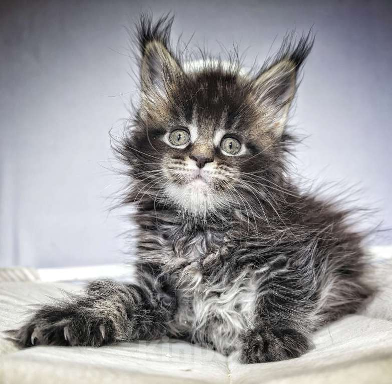 Кошки в Санкт-Петербурге: Кошка мейн-кун Девочка, Бесплатно - фото 3