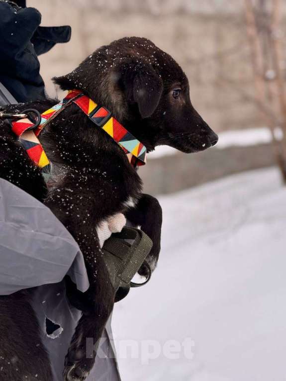 Собаки в Уфе: Щенок Мальчик, 300 руб. - фото 4