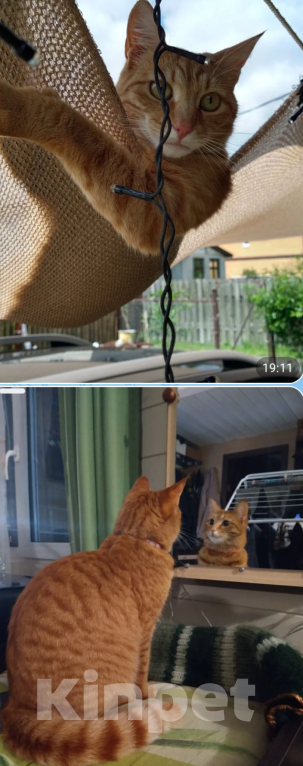 Кошки в других городах Московской области: Пропал рыжий кот Мальчик, 20 000 руб. - фото 1