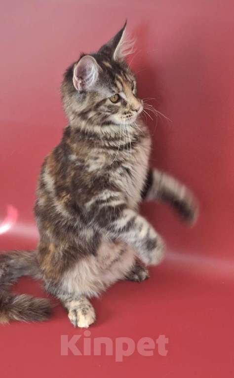 Кошки в Уфе: Девочка мейн-кун 5 мес  Девочка, 40 000 руб. - фото 10