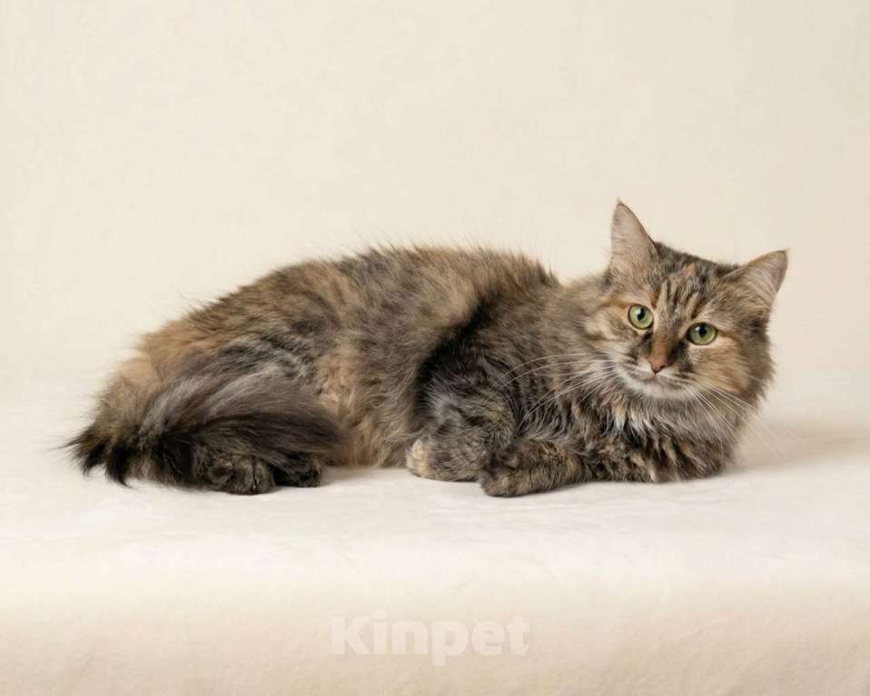 Кошки в Москве: Эмилия ищет дом Девочка, Бесплатно - фото 3