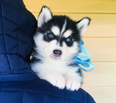 Хаски Щенки Разных окрасов