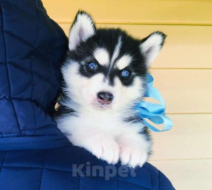 Собаки в Симферополе: Хаски Щенки Разных окрасов Разнополые, Бесплатно - фото 1
