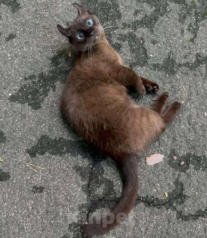 Кошки в других городах Московской области: Пропал кот Савелий  Мальчик, 100 000 руб. - фото 3