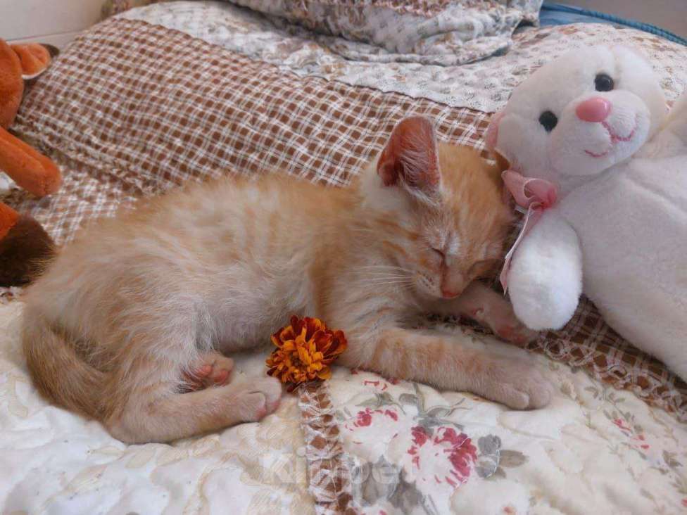 Кошки в Одинцово: Рыжие котята ищут дом!  Мальчик, Бесплатно - фото 3