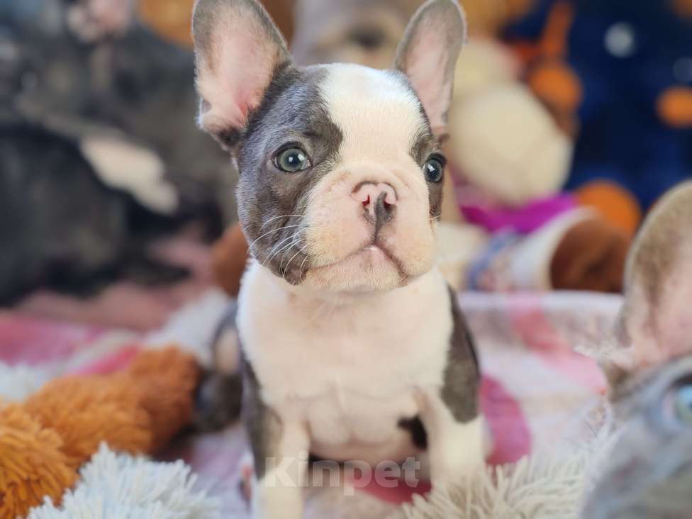 Собаки в Санкт-Петербурге: Шикарная голубая девочка Девочка, 80 000 руб. - фото 5