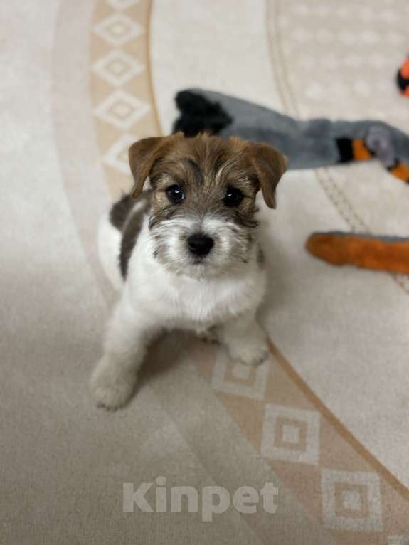 Собаки в других городах Самарской области: Щенки джек рассел терьера г. Самара Мальчик, 70 000 руб. - фото 3