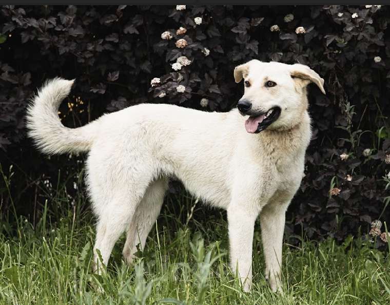 Собаки в Москве: Белая метис лабрадор Маша в добрые руки Девочка, Бесплатно - фото 2
