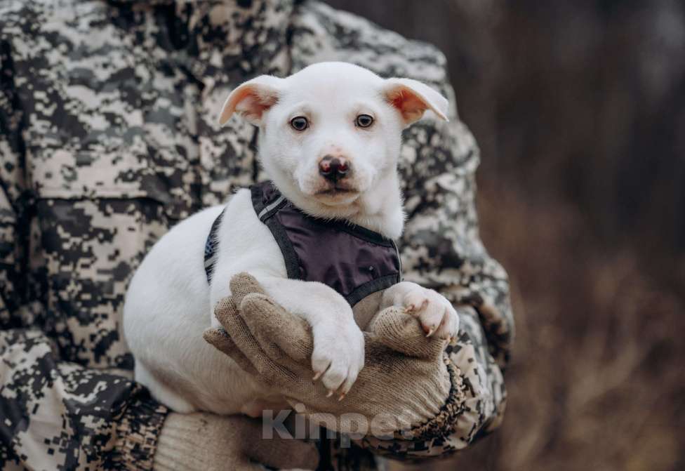 Собаки в Москве: Щенок-мальчик, в добрые руки Мальчик, Бесплатно - фото 8