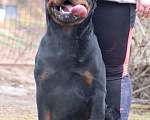 Собаки в Смоленске: Щенки ротвейлера Девочка, 40 000 руб. - фото 2