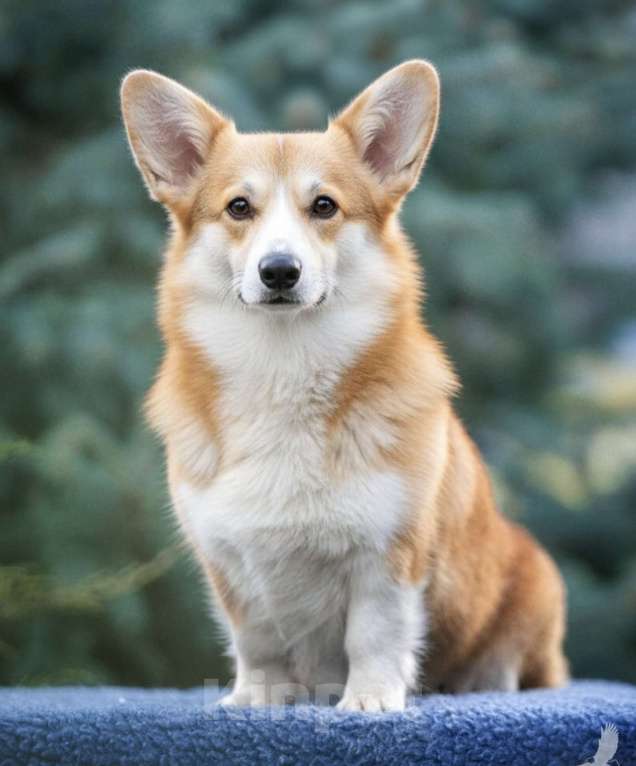 Собаки в Анапе: Вельш корги пемброк щенок девочка Девочка, Бесплатно - фото 8