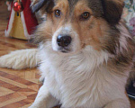 Собаки в Краснодаре: Словно герой из мультика ЯРКИЙ БОБА! Мальчик, Бесплатно - фото 1
