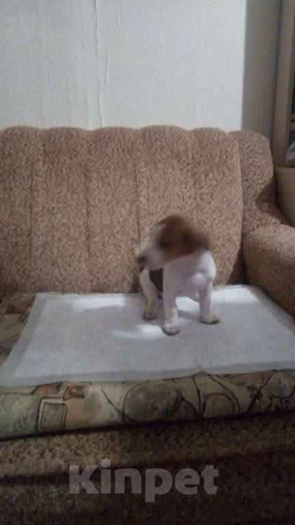 Собаки в Москве: Продаются  щенки Девочка, 25 000 руб. - фото 2