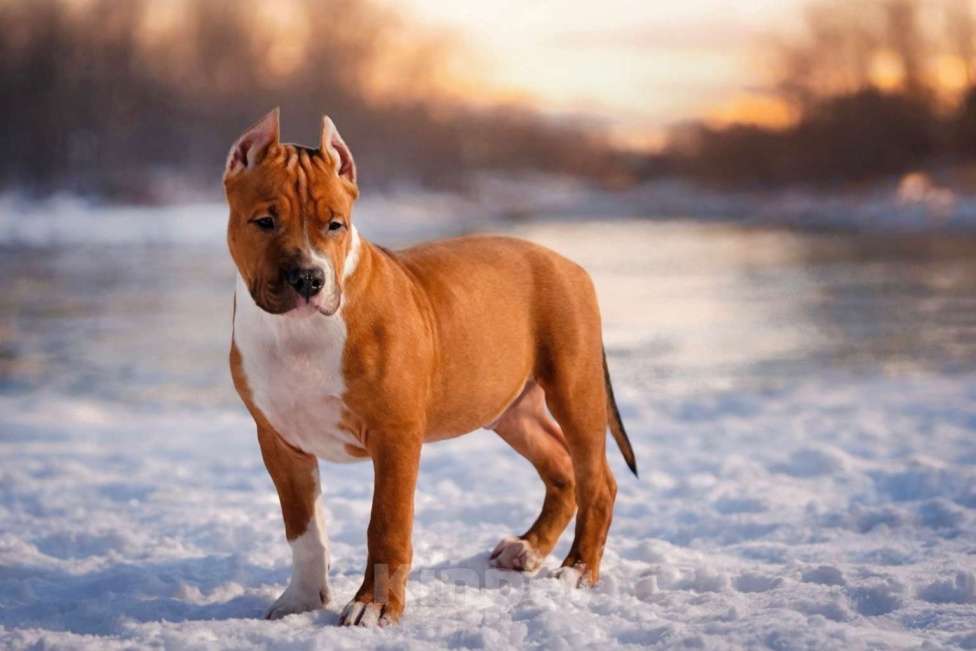 Собаки в Москве: Красивый мальчик амстаффа Мальчик, 60 000 руб. - фото 5