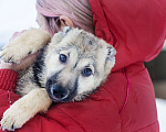 Собаки в Москве: "волчонок" Хлоя  Девочка, Бесплатно - фото 4