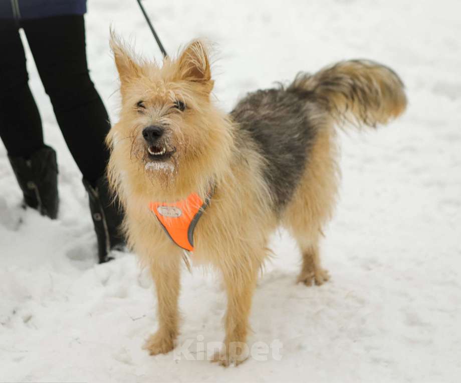 Собаки в Санкт-Петербурге: Среднего размера Кнопка в добрые руки Девочка, Бесплатно - фото 2