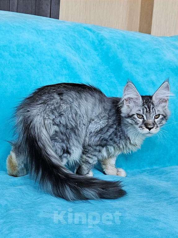 Кошки в других городах Московской области: Котенок Мейн-кун Мальчик, 40 000 руб. - фото 5