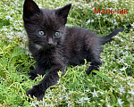 Кошки в Пятигорске: Мальчик в добрые руки  Мальчик, Бесплатно - фото 1