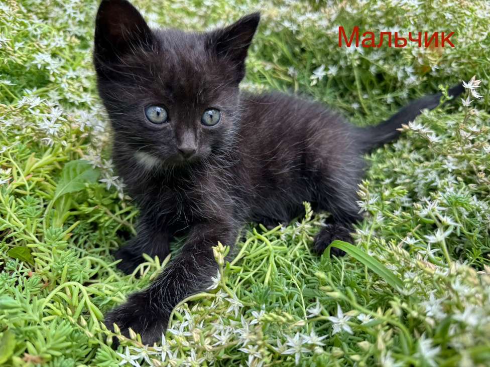 Кошки в Пятигорске: Мальчик в добрые руки  Мальчик, Бесплатно - фото 1