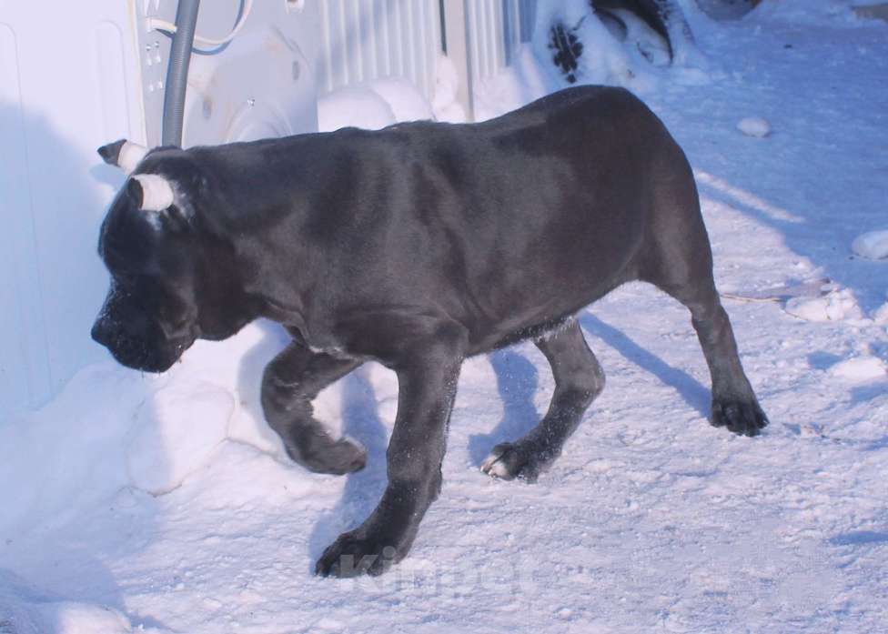 Собаки в других городах Ярославской области: Кане корсо. Мощная девочка. Девочка, 80 000 руб. - фото 3
