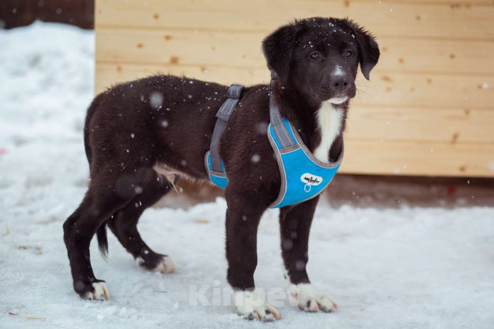 Собаки в Москве: щенок Тим ждет семью в приюте Мальчик, Бесплатно - фото 2