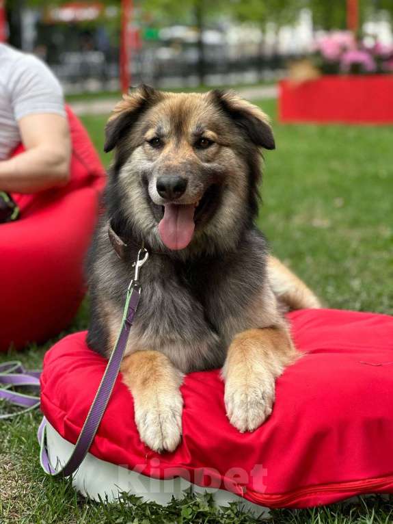 Собаки в Москве: Баста Девочка, Бесплатно - фото 1