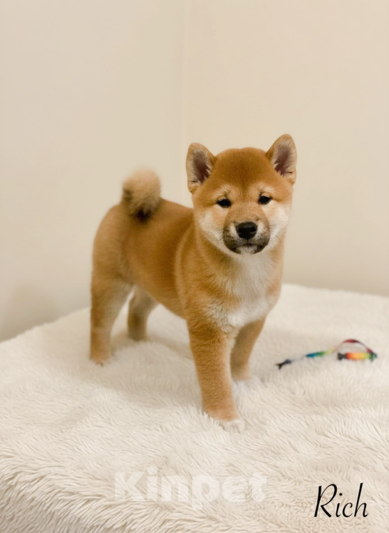 Собаки в Туле: Сиба Ину щенок от родителей чемпионов Мальчик, 90 000 руб. - фото 2