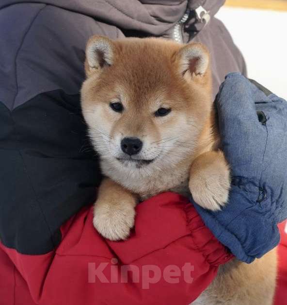 Собаки в Задонске: Щенок Сиба Девочка, 50 000 руб. - фото 3