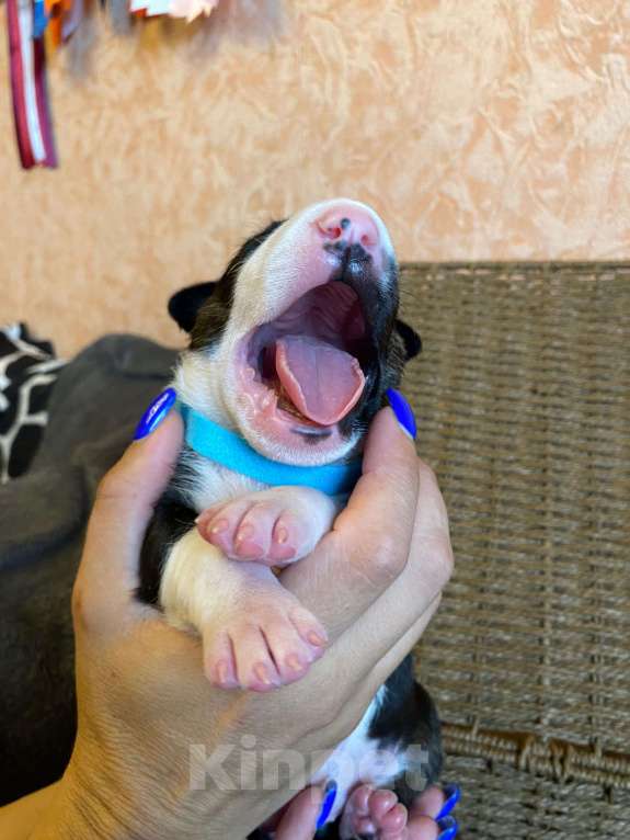 Собаки в Москве: Очень перспективные щенки стандартного бультерьера от здоровой и красивой пары чемпионов Мальчик, 90 000 руб. - фото 9