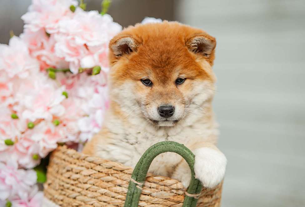 Собаки в Вологде: Сиба Мальчик, 80 000 руб. - фото 2