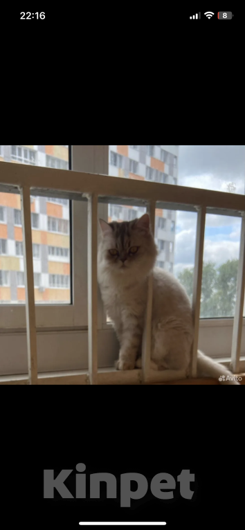 Кошки в Казани: Отдадим кошку в добрые руки из за аллергии Девочка, Бесплатно - фото 3