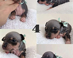 Собаки в Пушкино: Щенки агт Девочка, 80 000 руб. - фото 2
