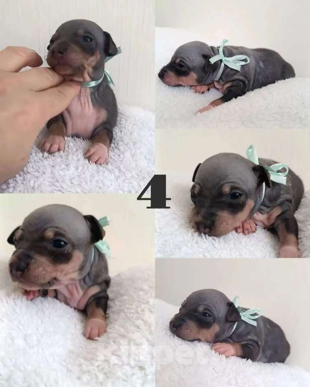 Собаки в Пушкино: Щенки агт Девочка, 80 000 руб. - фото 2