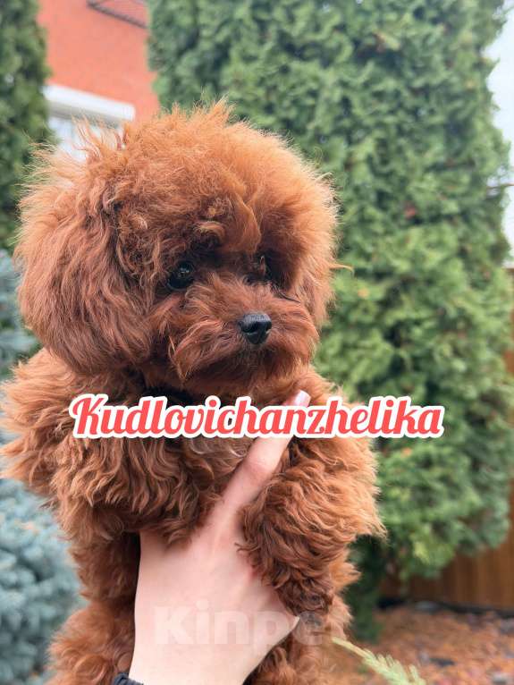 Собаки в Геленджике: Тедди пудель Китай 🇨🇳  Девочка, 350 000 руб. - фото 4