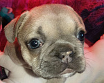 Собаки в Москве: Девочка французского бульдога Девочка, 70 000 руб. - фото 1