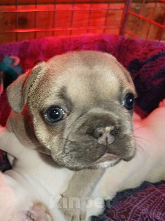Собаки в Москве: Девочка французского бульдога Девочка, 70 000 руб. - фото 1