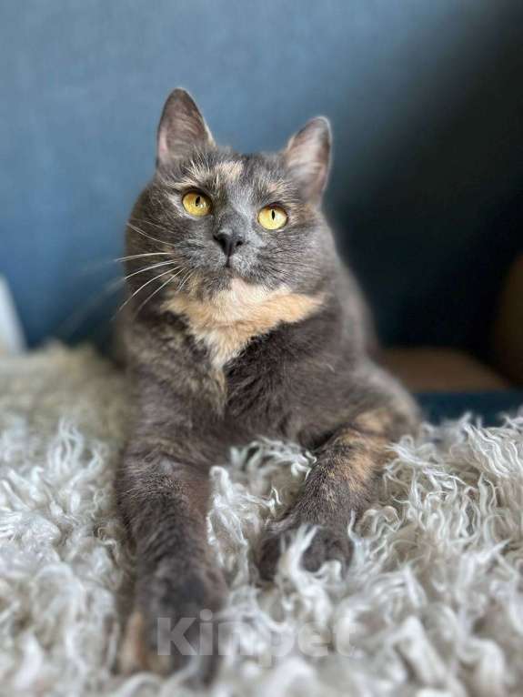 Кошки в Москве: Милая и сладкая Булочка ищет дом и семью Девочка, 1 руб. - фото 4