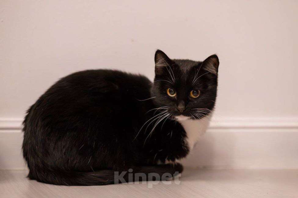 Кошки в Москве: Пульхерия научит вас спокойствию и уравновешенности Девочка, Бесплатно - фото 2