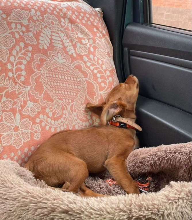 Собаки в Балашихе: Щенок ксолоитцкуинтли мини Мальчик, 10 000 руб. - фото 6