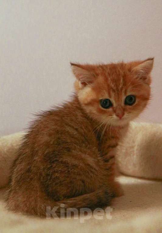 Кошки в Москве: Золотая девочка Девочка, 30 000 руб. - фото 4