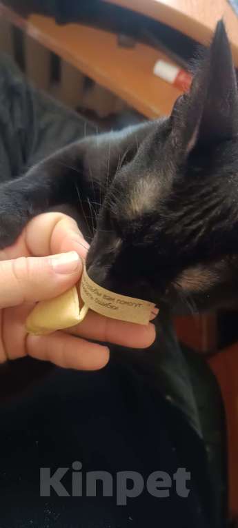 Кошки в Волгограде: Котенок, пол года. Ласковый и игривый. У себя держать не могу.  Мальчик, Бесплатно - фото 3