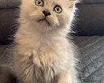 Кошки в Хабаровске: Котик полидакт Мальчик, 250 000 руб. - фото 8