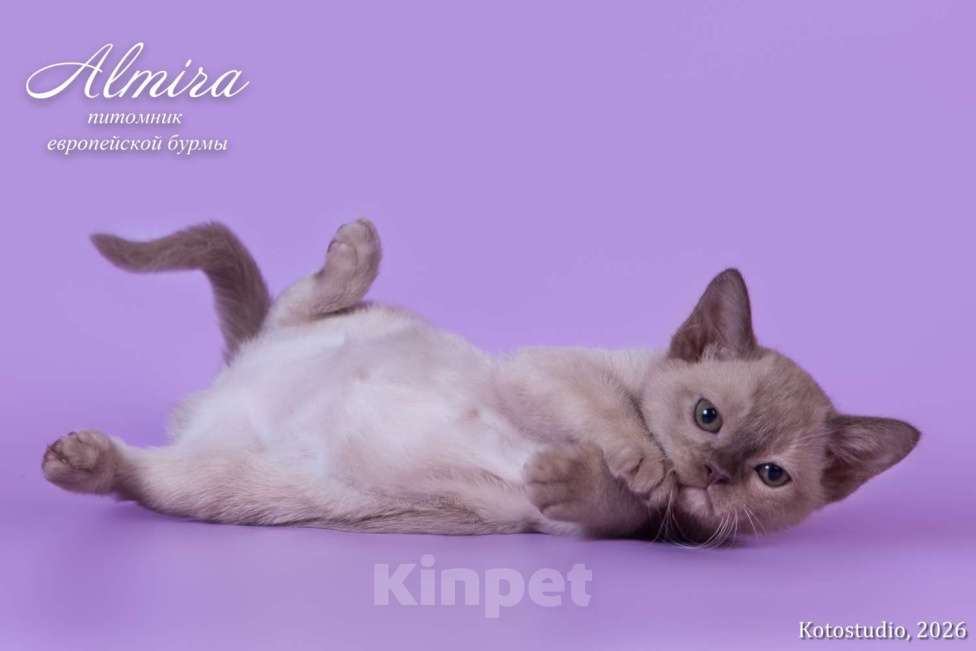 Кошки в Москве: Шоколадные котята питомника Almirа Разнополые, 70 000 руб. - фото 2