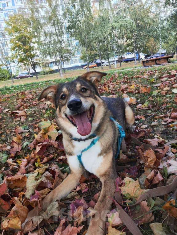 Собаки в Москве: Верный пес Нафаня ищет хозяев Мальчик, Бесплатно - фото 4