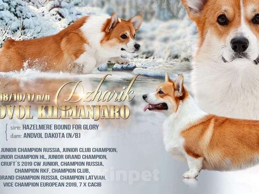 Собаки в Москве: Яссон Мальчик, 100 000 руб. - фото 6