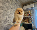 Собаки в Москве: Померанский шпиц мальчик Ркф Мальчик, Бесплатно - фото 1