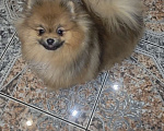 Собаки в Санкт-Петербурге: щенок померанского шпица Девочка, Бесплатно - фото 4