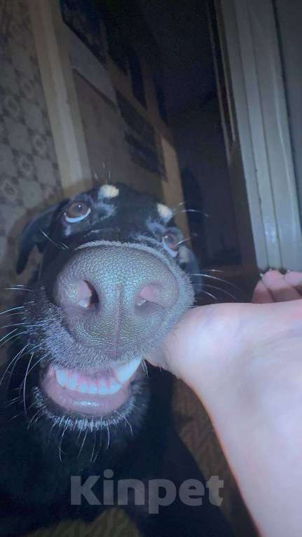 Собаки в других городах Московской области: СРОЧНО! ПОМОГИТЕ МАЛЫШУ! Мальчик, Бесплатно - фото 2