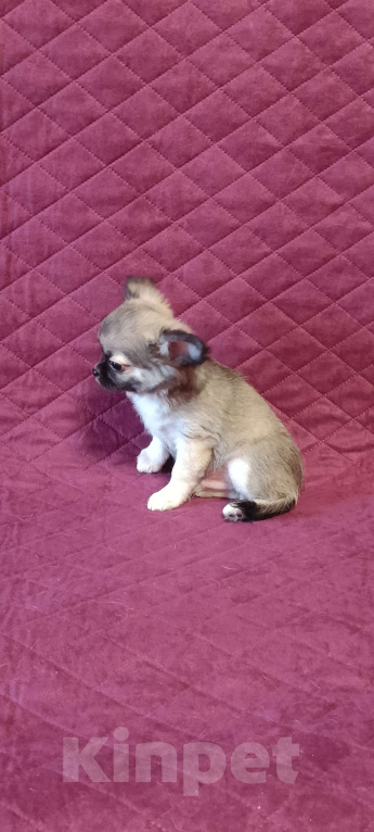 Собаки в Москве: Красавчик соболек  Мальчик, 50 000 руб. - фото 6