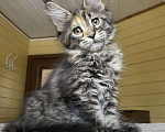 Кошки в Москве: Мейн-кун полидакт девчушка🔥 Девочка, 80 000 руб. - фото 5